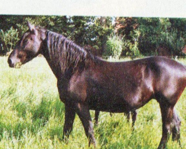 Zuchtstute Ziera (Friese, 1999, von Gosse) Zuchtstute Ziera (Friese, 1999, von Gosse)