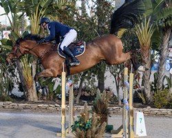 Springpferd Carlina D'Argouges (Selle Français, 2012, von Lando)