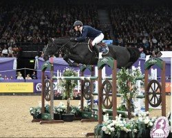 Springpferd Active Spirit (Belgisches Warmblut, 2015, von Vigo d'Arsouilles)