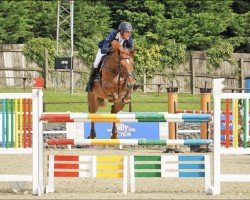stallion Falkland des Isles (Selle Français, 2015, from Upland des Isles)