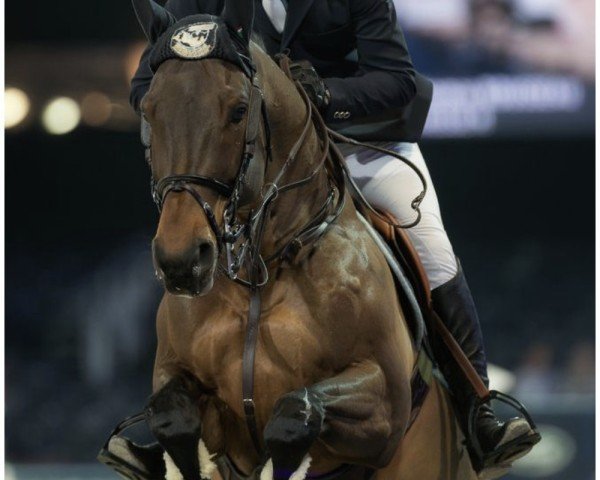 Deckhengst Upland des Isles (Selle Français, 2008, von Ogrion des Champs)