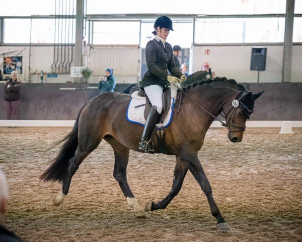 dressage horse Raya Bonita (Oldenburg, 2020, from Bohemian)