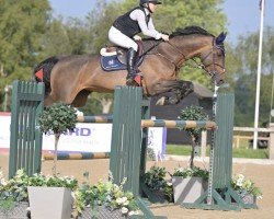 Zuchtstute Matrone vd Donkhoeve (Belgisches Warmblut, 2012, von Elvis Ter Putte)