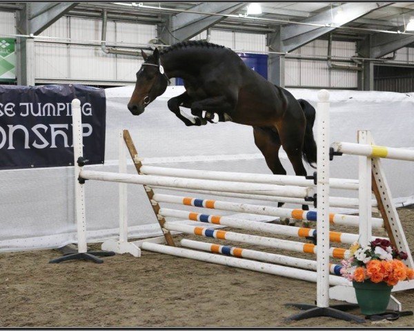 stallion Goodyear VDL (KWPN (Royal Dutch Sporthorse), 2011, from Indorado)