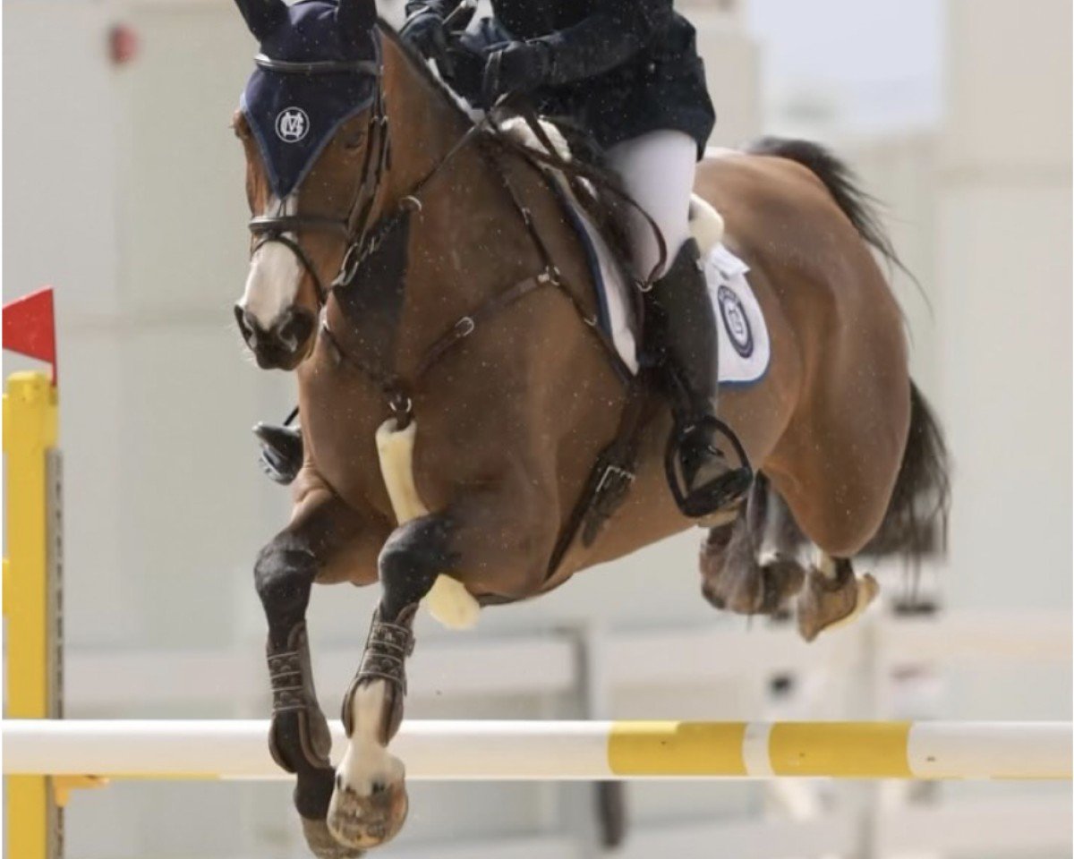 jumper Class Act Candy (Irish Sport Horse, 2019, from Sligo Candy Boy)