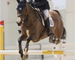jumper Class Act Candy (Irish Sport Horse, 2019, from Sligo Candy Boy)