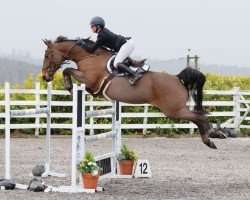 jumper Amadora Jx (Scottish Sports Horse, 2008, from Armitage)