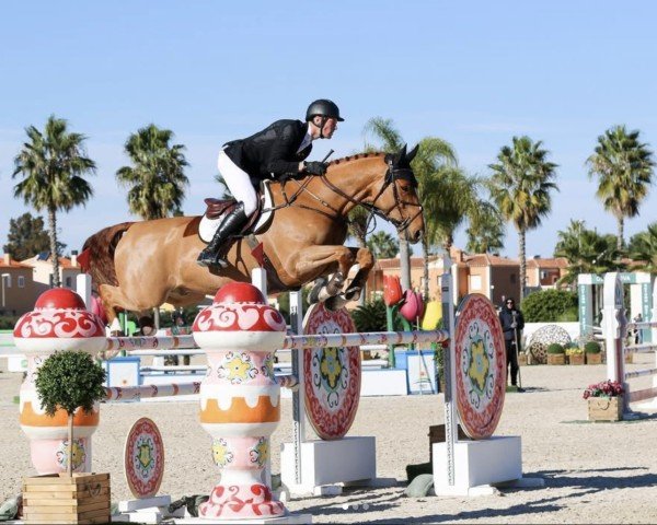 jumper J.x Hale (KWPN (Royal Dutch Sporthorse), 2014, from Arko III)
