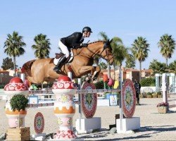 jumper J.x Hale (KWPN (Royal Dutch Sporthorse), 2014, from Arko III)