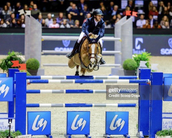 broodmare Ilusionata van't Meulenhof (Belgian Warmblood, 2008, from Lord Z)
