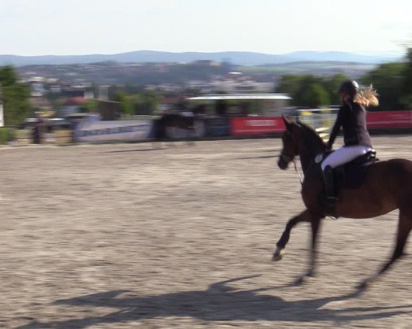 Reitturnier Bad Wildungen 2025