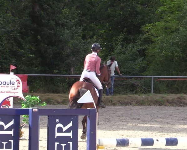 Reitturnier Bad Wildungen 2025