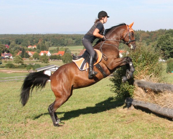 dressage horse Gracjano (Polish Warmblood, 2009, from Quaterback)