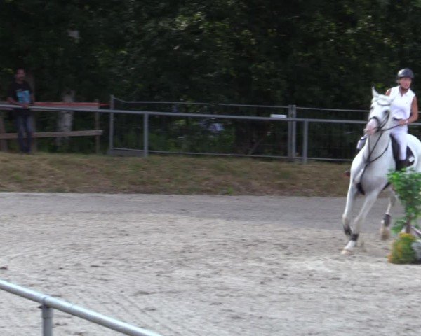 Reitturnier Bad Wildungen 2025
