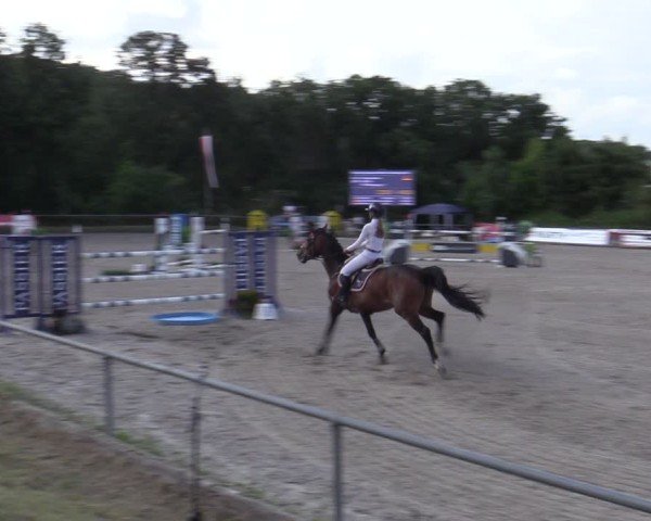 Reitturnier Bad Wildungen 2025