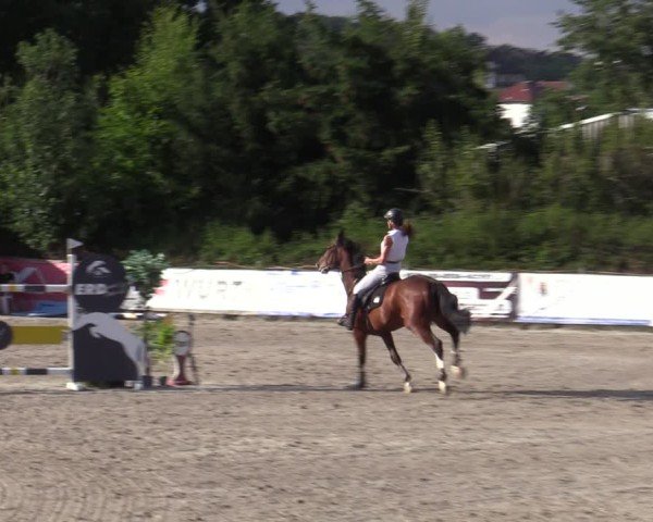 Reitturnier Bad Wildungen 2025