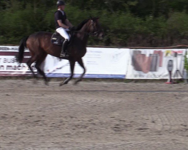 Reitturnier Bad Wildungen 2025