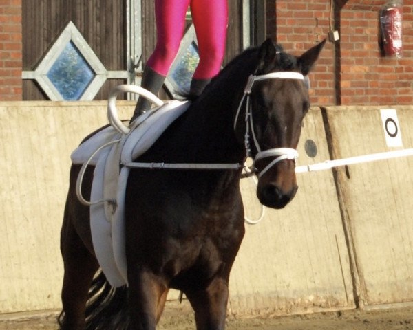 dressage horse Charisteas (Westphalian, 2001, from Contender)
