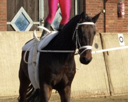 Dressurpferd Charisteas (Westfale, 2001, von Contender)