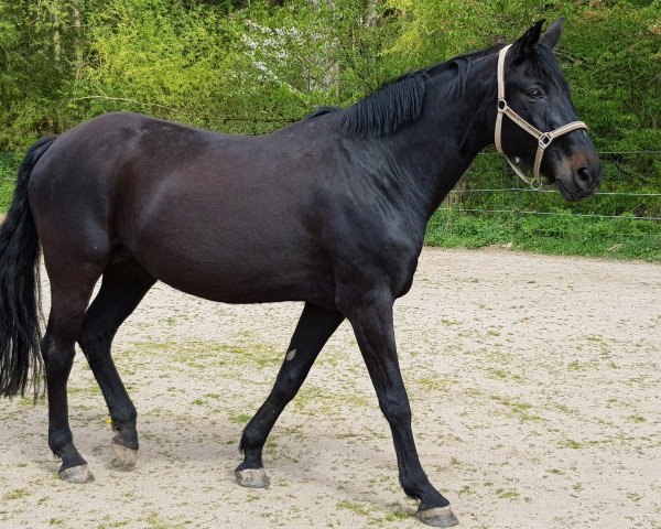 broodmare Rosalie (Oldenburg, 2003, from Rubin Royal OLD)