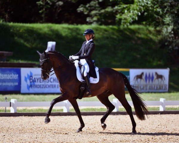 Dressurpferd Johnson's (KWPN (Niederländisches Warmblut), 2016, von Sir Donnerhall I)