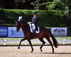 dressage horse Johnson's (KWPN (Royal Dutch Sporthorse), 2016, from Sir Donnerhall I)