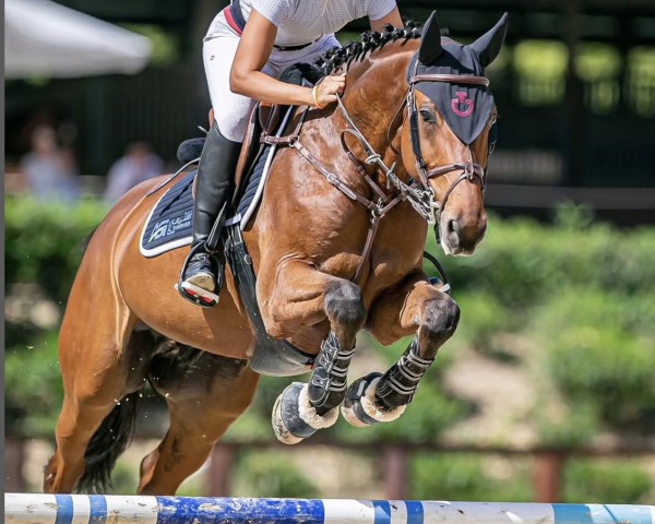 Cavallo da salto Quick Prestige (Holsteiner, 2014, di Quvee Prestige)