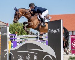 stallion Quvee Prestige (Holsteiner, 2010, from Quidam de Revel)