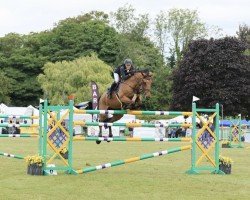 jumper Jalida End (KWPN (Royal Dutch Sporthorse), 2014, from Inshallah de Muze)