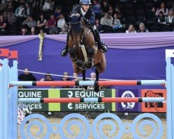 jumper Hurricane VDL (KWPN (Royal Dutch Sporthorse), 2012, from Zirocco Blue)