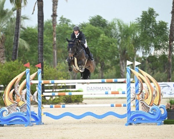Springpferd Cashallco (Anglo Europäisches Sportpferd, 2016, von Casallco)