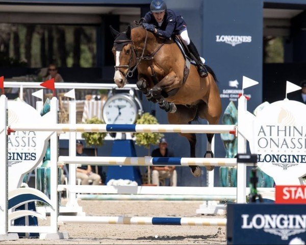 jumper Amazon Jd (Irish Sport Horse, 2011, from Lancelot)