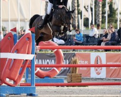 jumper Balloon P (Oldenburg show jumper, 2014, from Balou du Rouet)