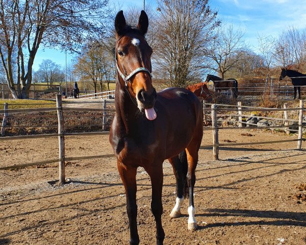 broodmare Feine Poetin (Oldenburg, 2015, from Belissario)