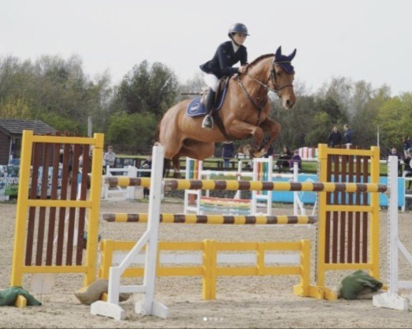 jumper Levito Z (Zangersheide riding horse, 2015, from Levisto Z)