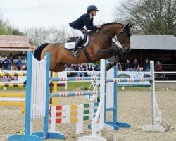 jumper Carlargo Star (Oldenburg show jumper, 2014, from Conthargos)