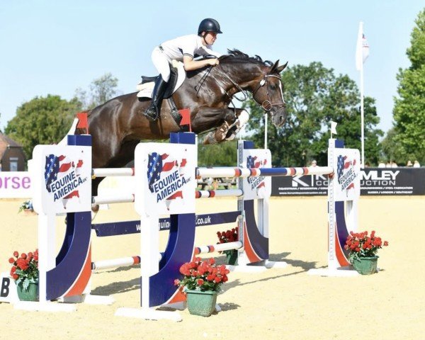 stallion Lord Don (anglo european sporthorse, 2011, from Don van het Parelshof Z)