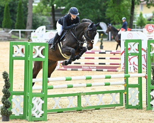 Skokový kůň Quinaro Blue Rs (Německý sportovní kůň, 2020, od Quinaro 2)