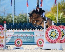 jumper Harthill Magician (anglo european sporthorse, 2014, from Arkol)
