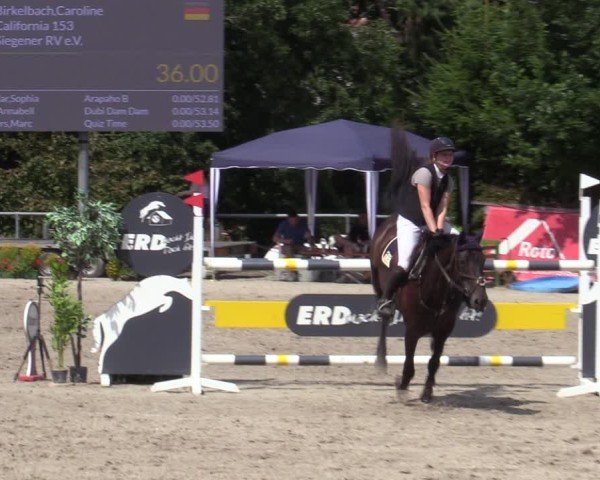 Reitturnier Bad Wildungen 2025