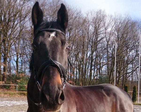 jumper Pitt 26 (Holsteiner, 2004, from Paramount)