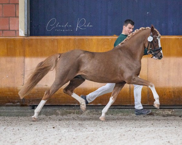 Pferd Constars Da Vinci (Deutsches Reitpony, 2016, von Dreidimensional AT NRW)