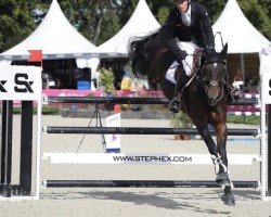 jumper Azolette (anglo european sporthorse, 2013, from Commisaris)
