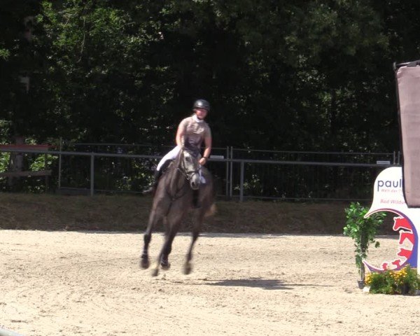 Reitturnier Bad Wildungen 2025
