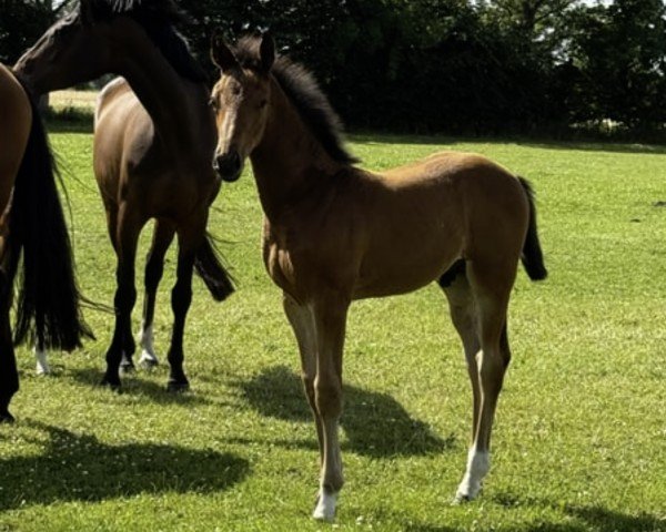 foal by Hengst von Charaktervoll / Talkative xx (Holsteiner, 2025, from Charaktervoll Hv)