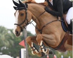 Springpferd Rivella de la Linière (Belgisches Warmblut, 2017, von Bamako de Muze)