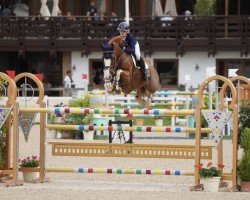 jumper African Affair (anglo european sporthorse, 2011, from Billy Congo)