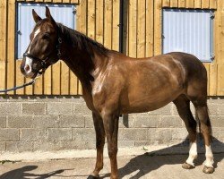 jumper SS All Shook Up (Oldenburg show jumper, 2014, from Elvis Ter Putte)