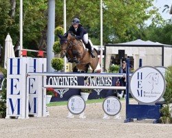 jumper Billy Mufasa (anglo european sporthorse, 2016, from Billy Mexico)