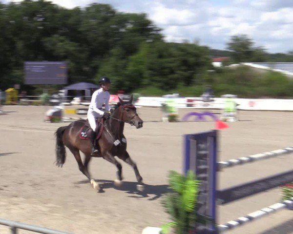 Reitturnier Bad Wildungen 2025